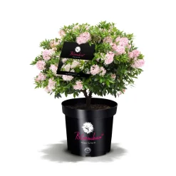 Rhododendron Bloombux Kugel Topf Durchmesser 23 cm