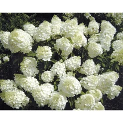 Rispenhortensie Living Creations Topf- Durchmesser 23 cm