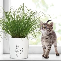 Scheurich Übertopf Cat Walk 870 13 cm