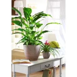 Scheurich Übertopf Earth 920 28 cm