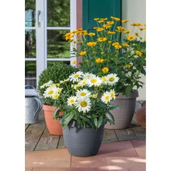 Scheurich Blumentopf Country Star 40 40 cm Terracotta