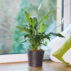 Seramis Pflanzgranulat für Zimmerpflanzen 7,5 L