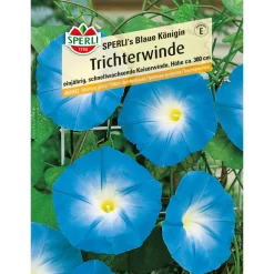 Sperli Trichterwinde s Blaue Königin