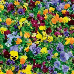 Starlyf Matte mit Blumensamen Flower Mat 2m x 0,45m