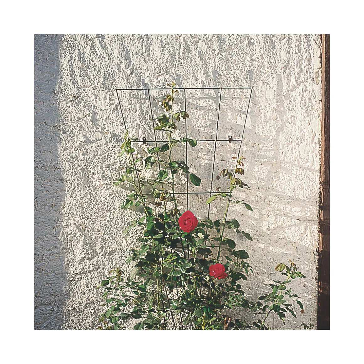 Windhager Gitterspalier 145 cm V-förmig grün