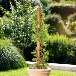 Windhager Kokos-Pflanzstäbe 80 cm