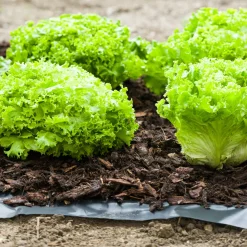 Windhager Unkrautfolie Anti Weed 0,9x5 m