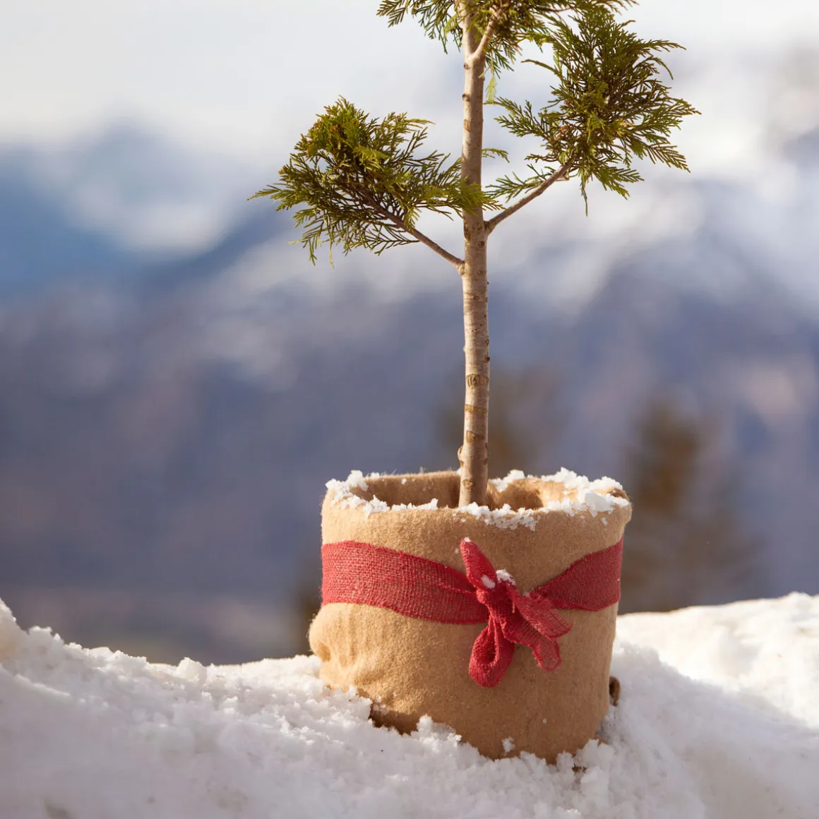 Winterschutz-Vliesmatte 150 x 38 cm