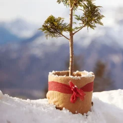 Winterschutz-Vliesmatte 150 x 38 cm