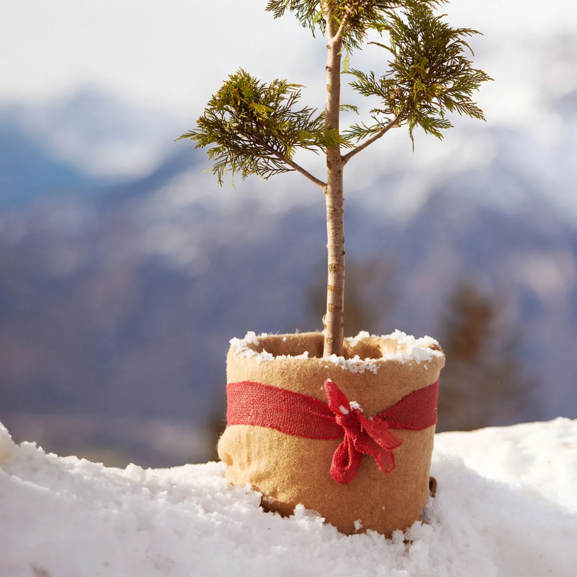 Winterschutz-Vliesmatte 150 x 38 cm