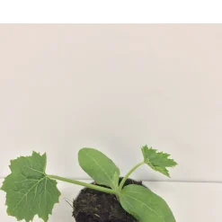 Zucchini Tripolis Bip Antipasti